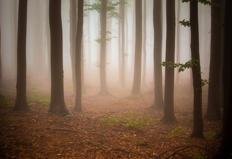 Dark forest with trees and grasses during the sunset.