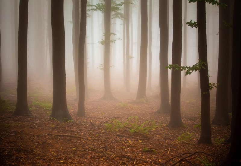 Dark forest with trees and grasses during the sunset.