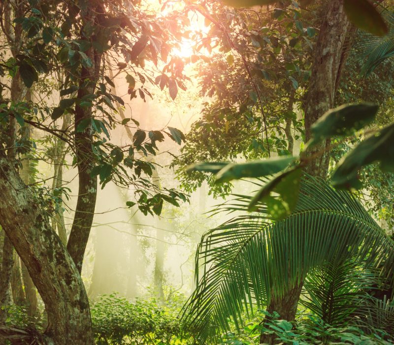 Jungle in Costa Rica